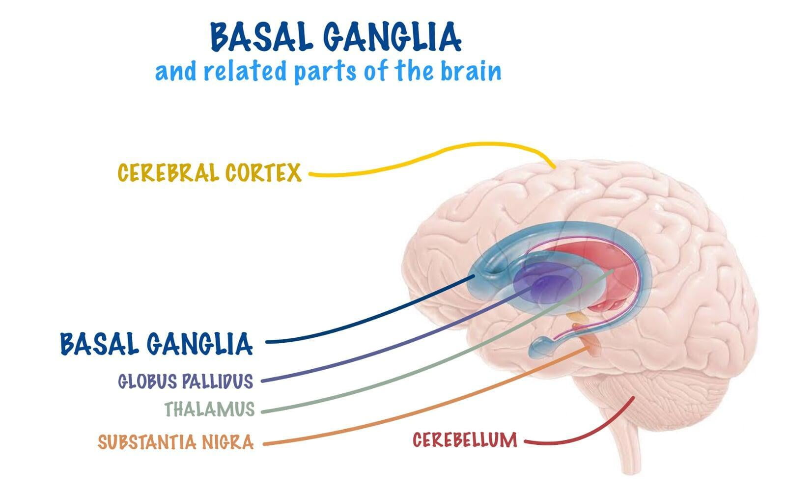 basal ganglia